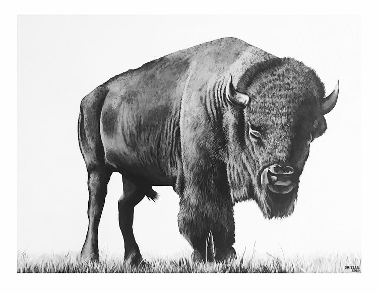 Black and White Buffalo Print! – David Grizzle Art